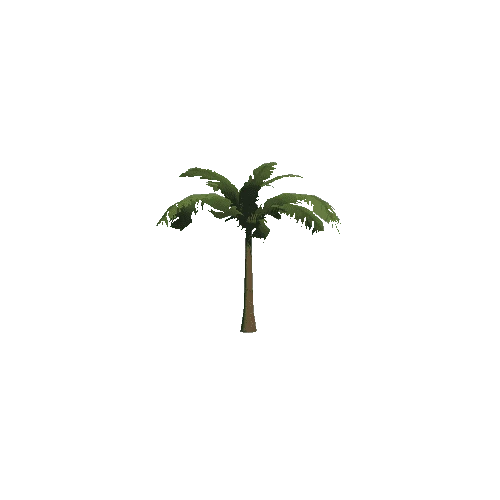 Palm tree